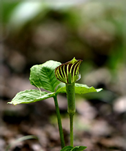 Jack-in-the-pulpit