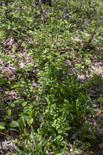 Japanese barberry