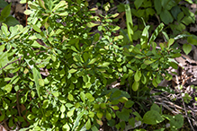 Japanese barberry