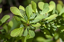 Japanese barberry