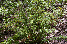 Japanese barberry