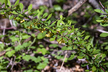 Japanese barberry