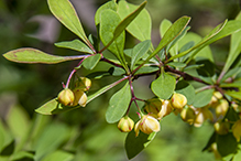 Japanese barberry