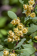 Japanese barberry