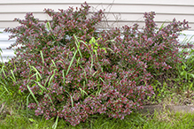 Japanese barberry