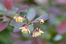 Japanese barberry