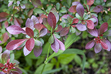 Japanese barberry