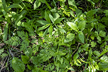 Japanese hedge parsley