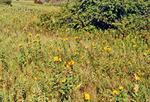 Jerusalem artichoke