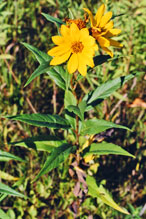 Jerusalem artichoke