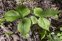 jack-in-the-pulpit