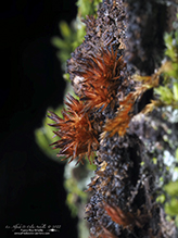 juniper haircap moss