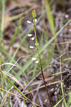 Leonard’s skullcap