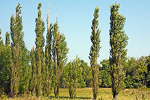 Lombardy poplar