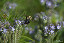 brown-belted bumble bee on lacy phacelia