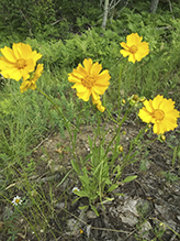 lance-leaf coreopsis