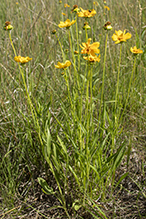 lance-leaf coreopsis