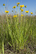 lance-leaf coreopsis