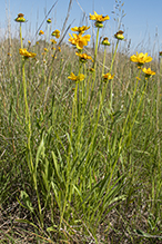 lance-leaf coreopsis