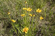 lance-leaf coreopsis