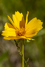 lance-leaf coreopsis