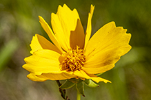 lance-leaf coreopsis