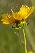 lance-leaf coreopsis