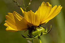 lance-leaf coreopsis