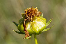 lance-leaf coreopsis