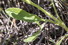 lance-leaf coreopsis