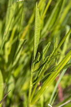 lance-leaf coreopsis