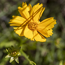 lance-leaf coreopsis