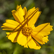 lance-leaf coreopsis