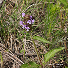 lance selfheal