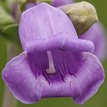 large-flowered beardtongue