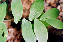 large-flowered bellwort