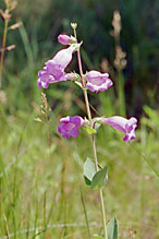 large-flowered beardtongue large-flowered beardtongue