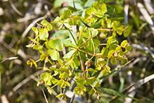 leafy spurge