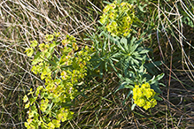 leafy spurge