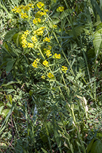 leafy spurge