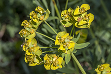 leafy spurge