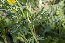 leafy spurge