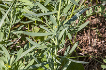 leafy spurge