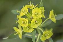 leafy spurge