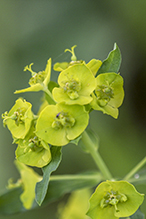 leafy spurge