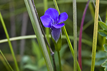 lesser fringed gentian