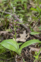 lily-leaved twayblade