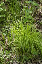 long-beaked sedge