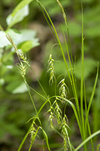 long-beaked sedge