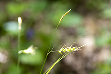 long-beaked sedge